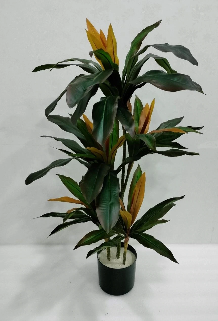Dracaena Plant x5 Without Base 120cm
